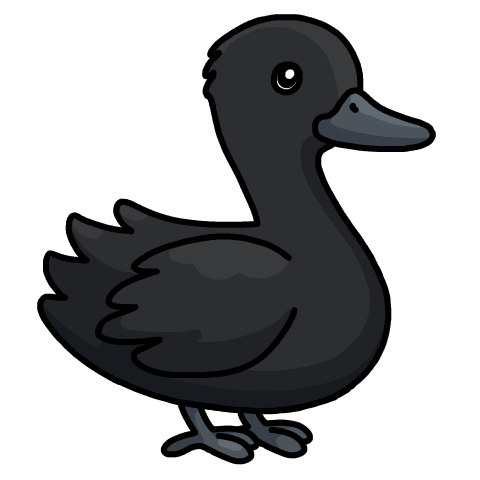 Black duck
