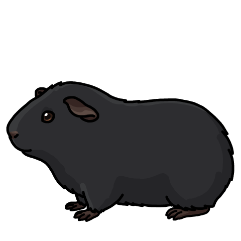 Black guinea pig