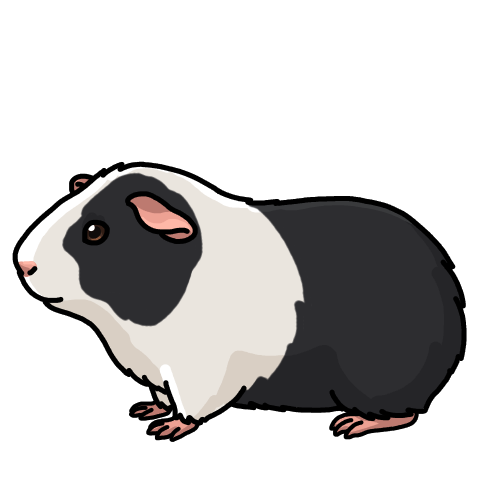 Black dutch guinea pig
