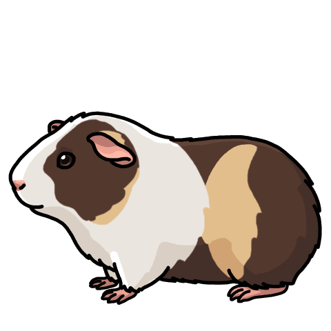 Chocolate tricolor guinea pig