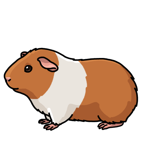 Golden belted guinea pig