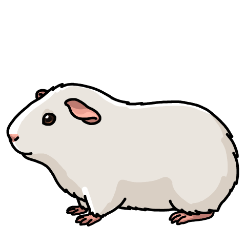White guinea pig