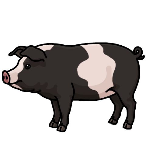 Black and white pig
