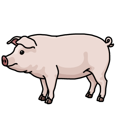 White pig