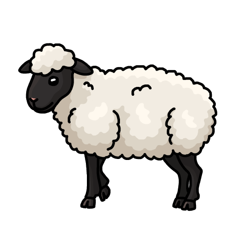 Black-faced white sheep